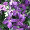 Happy Jack® Purple Clematis - 4" Pot - Proven Winners 1 Happy Jack® Purple Clematis - 4" Pot - Proven Winners -HIRTS Sales happy20jack20clematis 1 23426.1615344819
