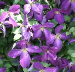 Happy Jack® Purple Clematis - 4" Pot - Proven Winners