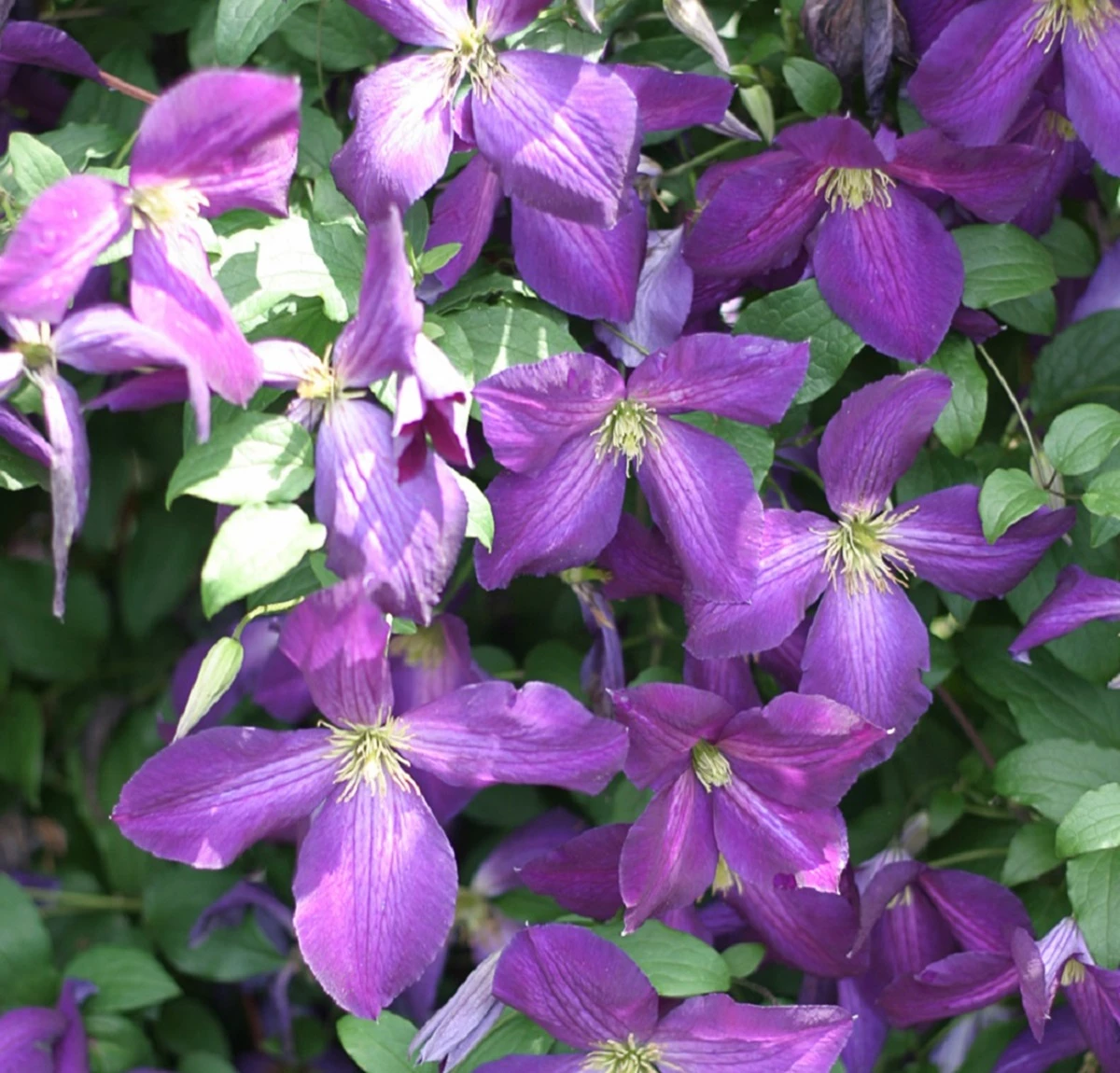 Happy Jack® Purple Clematis - 4" Pot - Proven Winners 3 Happy Jack® Purple Clematis - 4" Pot - Proven Winners