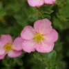 HAPPY FACE HEARTS® Potentilla - 4" Pot - Proven Winners -HIRTS Sales happy face hearts potentilla 3 95279.1615344691