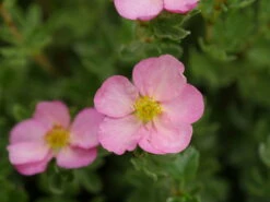 HAPPY FACE HEARTS® Potentilla - 4" Pot - Proven Winners