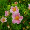 Pink Paradise Happy Face ® Bush Cinquefoil - Potentilla-Proven Winners-4" Pot -HIRTS Sales happy face pink paradise potentilla 6 62620.1615344540