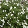 White Happy Face® Bush Cinquefoil - Potentilla - Pure White - Proven Winners -HIRTS Sales happy face white potentilla 0726 69589.1615344517