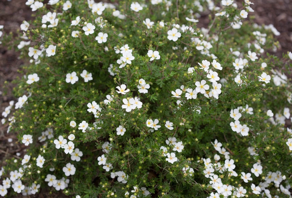 White Happy Face® Bush Cinquefoil - Potentilla - Pure White - Proven Winners 3 White Happy Face® Bush Cinquefoil - Potentilla - Pure White - Proven Winners