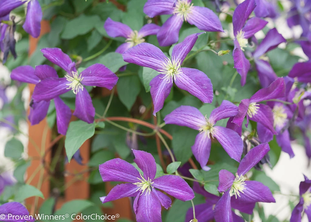 Happy Jack® Purple Clematis - 4" Pot - Proven Winners 4 Happy Jack® Purple Clematis - 4" Pot - Proven Winners - Image 2