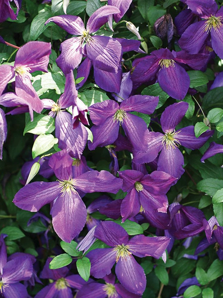 Happy Jack® Purple Clematis - 4" Pot - Proven Winners 5 Happy Jack® Purple Clematis - 4" Pot - Proven Winners - Image 3