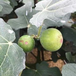 ‘Chicago Hardy’ Fig - Ficus Carica - 4" Pot -HIRTS Sales hardychicago 94066.1678981546