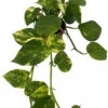 Hawaiian Devil's Ivy - Pothos - 4" Mini Hanging Basket -HIRTS Sales hawaiipotho4hb 41902.1696539521