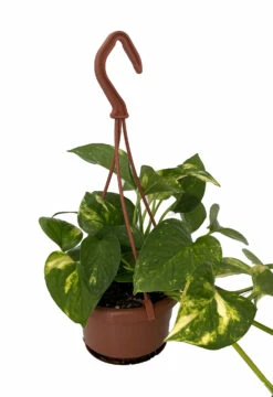 Hawaiian Devil's Ivy - Pothos - 4" Mini Hanging Basket -HIRTS Sales hawaipoth4hb 71942.1696539522