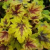 Catching Fire Heucherella - Foamy Bells - Gallon Pot - Shade Lover -HIRTS Sales heuchcatchfire 45956.1619285623