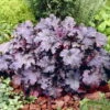 'Plum Pudding' Coral Bells - Heuchera - Fragrant - Shade Perennial - Gallon Pot -HIRTS Sales heucheraplumpudding3 26865.1618488326