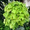 Yellowstone Falls Heucherella - Shade Perennial - Gallon Pot 1 Yellowstone Falls Heucherella - Shade Perennial - Gallon Pot -HIRTS Sales heuyfals 31215.1658926852