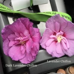 Dark Lavender CHIFFON® Hibiscus - Rose Of Sharon - Proven Winner - 4" Pot -HIRTS Sales hibiscus dark lavender chiffon 1 1080 1080 60 57800.1615344742