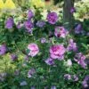 Dark Lavender CHIFFON® Hibiscus - Rose Of Sharon - Proven Winner - 4" Pot 2 Dark Lavender CHIFFON® Hibiscus - Rose Of Sharon - Proven Winner - 4" Pot -HIRTS Sales hibiscus dark lavender chiffon 2 1080 1080 60 01771.1615344741