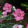 Paraplu Rouge™ Hibiscus - Rose Of Sharon - Proven Winners - 4" Pot -HIRTS Sales hibiscus paraplu rouge 1 1080 1080 60 81853.1621004697