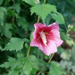 Red Pillar™ Rose Of Sharon - Hibiscus Syriacus - Proven Winners - 4" Pot -HIRTS Sales hibiscus red pillar 3 86467.1675818936