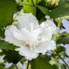 White Pillar® Hibiscus - 4" Pot - Rose Of Sharon - Proven Winners -HIRTS Sales hibiscus white pillar plantx750 83215.1615344653