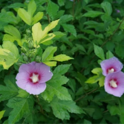 PARAPLU ADORNED™ - Rose Of Sharon - Hibiscus Syriacus - Proven Winners - 4" Pot