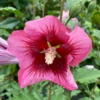 Red Pillar™ Rose Of Sharon - Hibiscus Syriacus - Proven Winners - 4" Pot -HIRTS Sales hibiscus red pillar img 8206 800x800 5122fa8 49235.1675818936