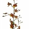 Sunny Daze Hilo Bay Orchid - Oncidium - 4" Pot - Collector Orchids -HIRTS Sales hilobaybloom 99938.1693685537