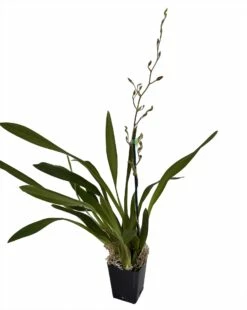 Sunny Daze Hilo Bay Orchid - Oncidium - 4" Pot - Collector Orchids 5 Sunny Daze Hilo Bay Orchid - Oncidium - 4" Pot - Collector Orchids -HIRTS Sales hilobaysunnydaze 27424.1693685537