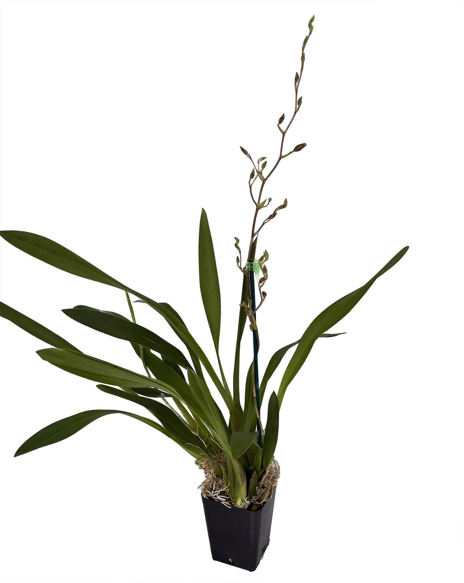 Sunny Daze Hilo Bay Orchid - Oncidium - 4" Pot - Collector Orchids 4 Sunny Daze Hilo Bay Orchid - Oncidium - 4" Pot - Collector Orchids - Image 2