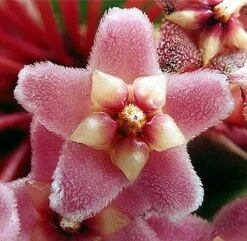 Indian Hindu Rope Plant - Hoya Carnosa Compacta - 6" Pot -HIRTS Sales hinduropeplant1 48029.1594487500