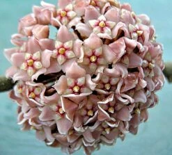 Indian Hindu Rope Plant - Hoya Carnosa Compacta - 6" Pot -HIRTS Sales hinduropeplant2 10774.1594487500