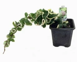 Variegated Hindu Rope Plant - EXOTIC - Hoya - 4" Pot -HIRTS Sales hinduropevarhr1new 05114.1598895939