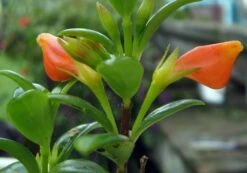 Magnot Goldfish Plant - Nematanthus - 6" Hanging Basket - Blooms Frequently! -HIRTS Sales hirt27s20goldfish20plant2 09816.1677197011