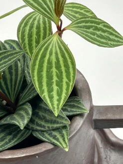 Creative Ceramic Planter With Saucer & Live Peperomia Plant -HIRTS Sales hirtcoffee444 58700.1693163957