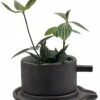 Creative Ceramic Planter With Saucer & Live Peperomia Plant -HIRTS Sales hirtcoffee666 removebg202 36030.1693163956