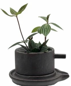 Creative Ceramic Planter With Saucer & Live Peperomia Plant