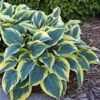 First Frost Hosta - Shade Perennial - Quart Pot 1 First Frost Hosta - Shade Perennial - Quart Pot -HIRTS Sales hostafirstfrosthr1 37309.1671035160