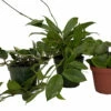 Hoya Assortment - 3 Pack In 4" Pots -HIRTS Sales hoyacoll3 37477.1697840704