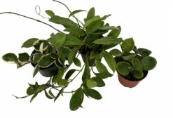 Hoya Assortment - 3 Pack In 4" Pots -HIRTS Sales hoyacollection 18759.1697840705