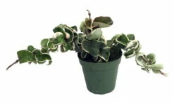 Variegated Hindu Rope Plant - EXOTIC - Hoya - 4" Pot