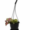 Tricolor Wax Plant - Hoya Tricolor - 4.5" Black Hanging Basket -HIRTS Sales hoyatriwax45blkhb 76137.1677197023