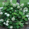 Pee Wee Oakleaf Hydrangea Perennial - Dwarf White - 4" Pot -HIRTS Sales hyd peewee 55789.1615344510