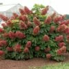 Ruby Slippers - Dwarf Oakleaf Hydrangea Bush - 4" Pot -HIRTS Sales hyd ruby20slip 26841.1615344551