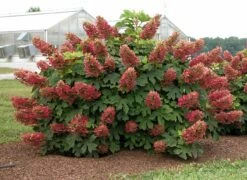 Ruby Slippers - Dwarf Oakleaf Hydrangea Bush - 4" Pot