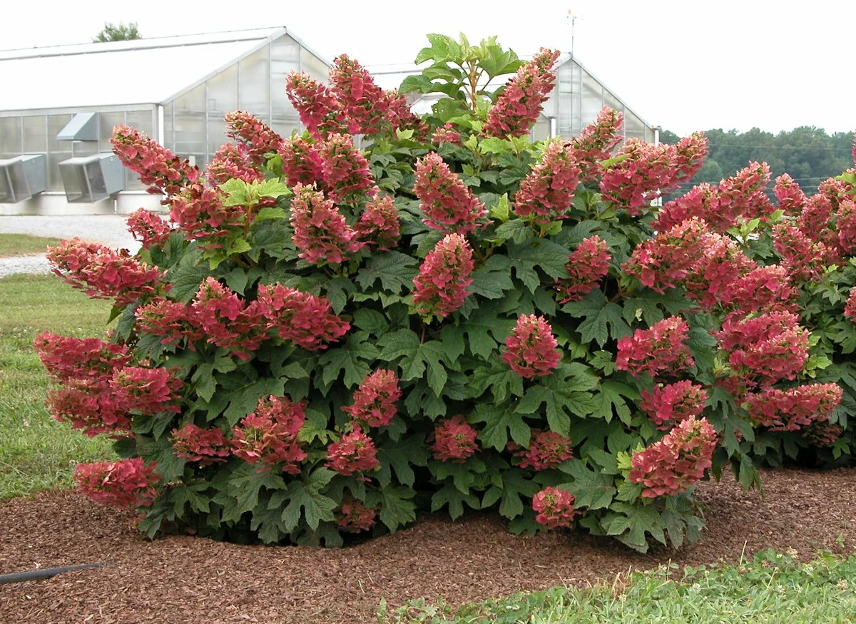 Ruby Slippers - Dwarf Oakleaf Hydrangea Bush - 4" Pot 3 Ruby Slippers - Dwarf Oakleaf Hydrangea Bush - 4" Pot