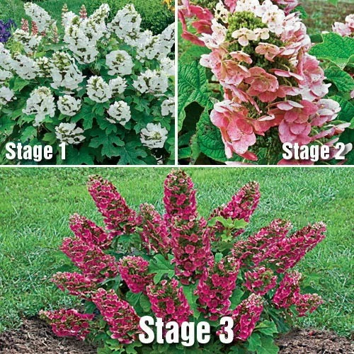 Ruby Slippers - Dwarf Oakleaf Hydrangea Bush - 4" Pot 4 Ruby Slippers - Dwarf Oakleaf Hydrangea Bush - 4" Pot - Image 2