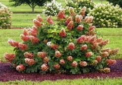 Ruby Slippers - Dwarf Oakleaf Hydrangea Bush - 4" Pot 7 Ruby Slippers - Dwarf Oakleaf Hydrangea Bush - 4" Pot -HIRTS Sales hydangearubyslippers4 87518.1615344552