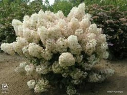 BoBo® Dwarf Hydrangea Bush - Blooms All Summer - Proven Winners - 4" Pot -HIRTS Sales hydrangea bobo4 18756.1636031589