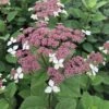 Invincibelle Lace® - Smooth Hydrangea - Pink Blooms - 4" Pot - Proven Winners -HIRTS Sales hydrangea invincibelle lace 1 1080 1080 60 77233.1618343495