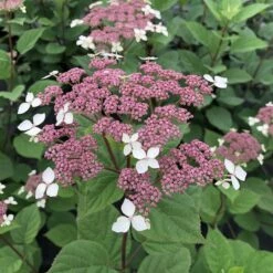 Invincibelle Lace® - Smooth Hydrangea - Pink Blooms - 4" Pot - Proven Winners