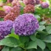 LET’S DANCE IARRIBA!® - Bigleaf Hydrangea - 4" Pot - Proven Winners -HIRTS Sales hydrangea lets dance arriba 1 1080 1080 60 38697.1615779212