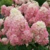 LIMELIGHT PRIME® Panicle Hydrangea - Hydrangea Paniculata - 4" Pot Proven Winners -HIRTS Sales hydrangea limelight prime 4 1080 1080 60 90367.1626456162