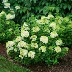 Little Lime Punch™ - Panicle Hydrangea - Proven Winners - 4" Pot -HIRTS Sales hydrangea little lime punch 2 1080 1080 60 42734.1642557223